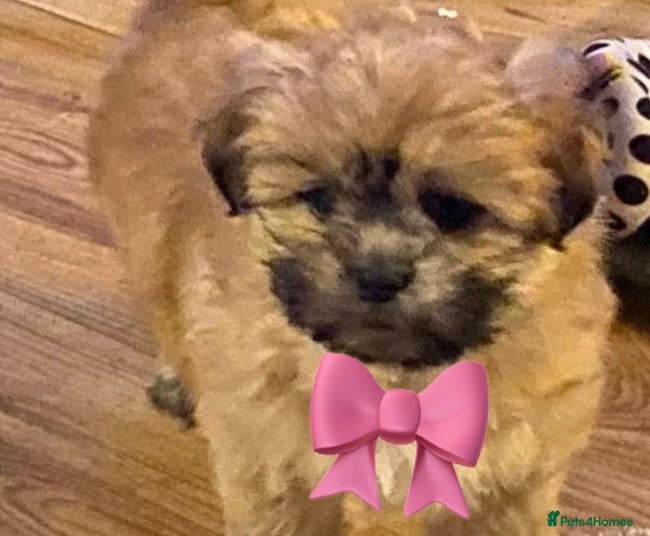Shih Tzu dogs 🌟  STUNNING TEDDY BEAR SHIH TZU GIRL  🌟 - Advert 1