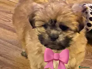 Shih Tzu dogs 🌟 STUNNING TEDDY BEAR SHIH TZU GIRL 🌟 - Advert 1