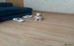 Cavapoo dogs for sale: Adorable cavapoo girl puppy - Advert 12