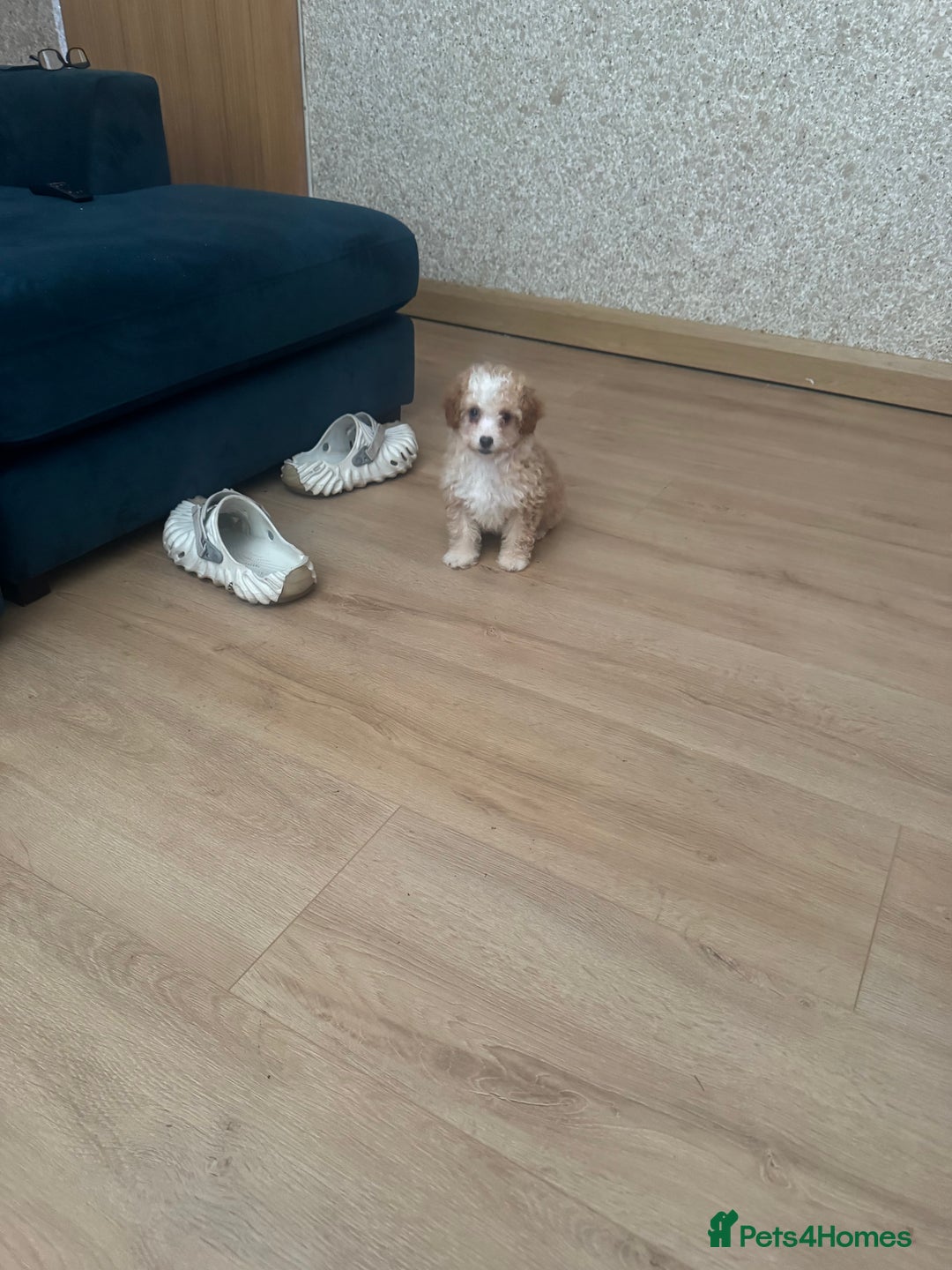 Cavapoo dogs for sale: Adorable cavapoo girl puppy - Advert 12
