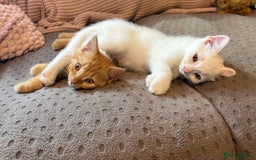 British Shorthair cats for sale: 4 gorgeous kittens  - Image 4