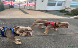 English Bulldog dogs for sale: 2 Male Bulldogs in Nottingham - Image 1