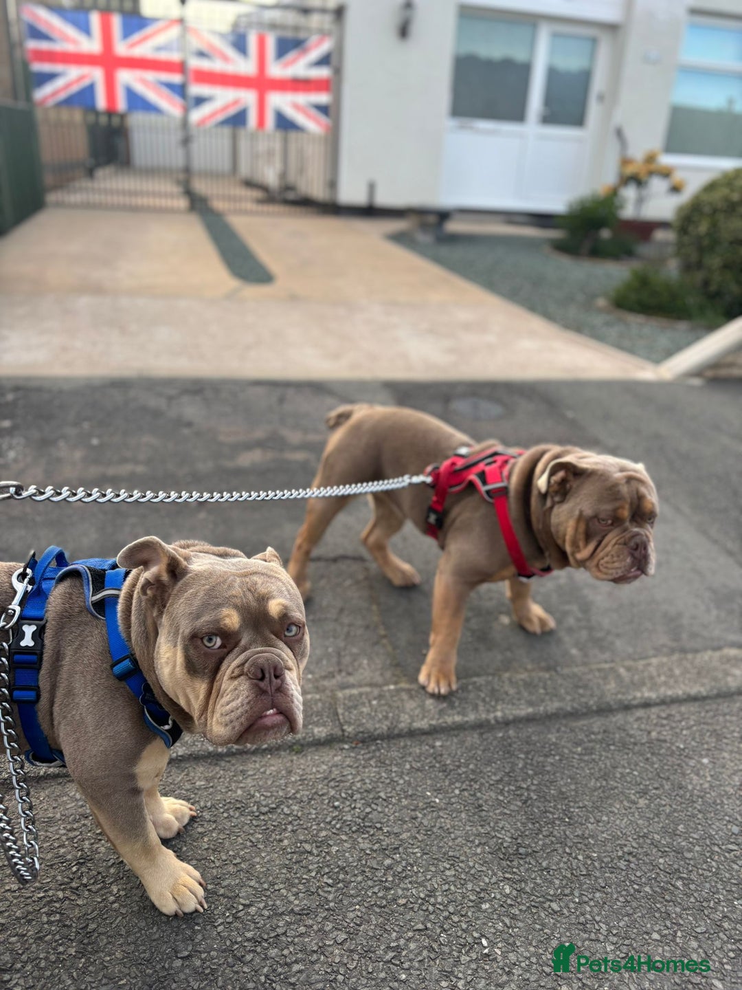 English Bulldog dogs for sale: 2 Male Bulldogs in Nottingham - Image 1