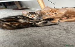 British Longhair cats for sale: 1 go get boy 1 tabby girl - Image 2