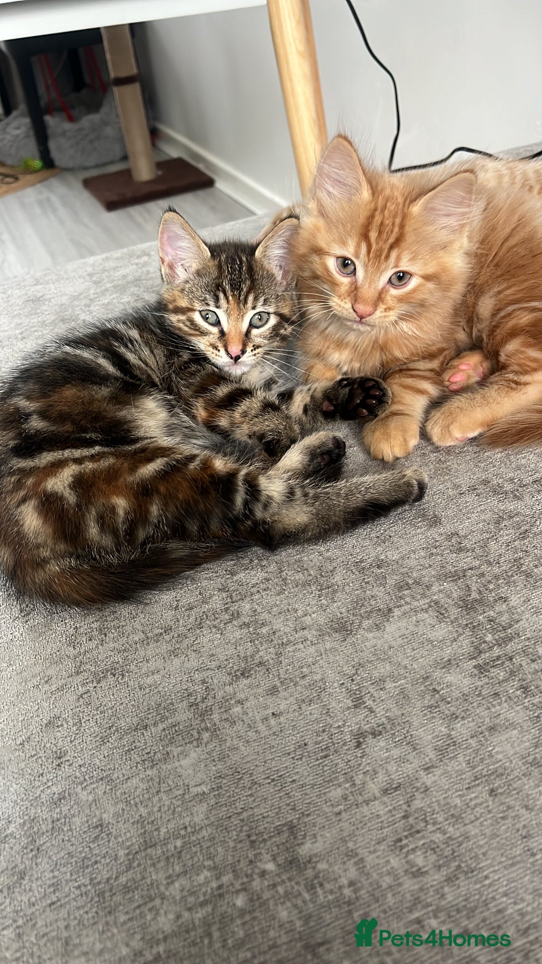 British Longhair cats for sale: 1 go get boy 1 tabby girl - Image 2