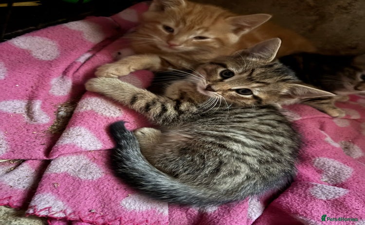 Mixed Breed cats - Advert 10