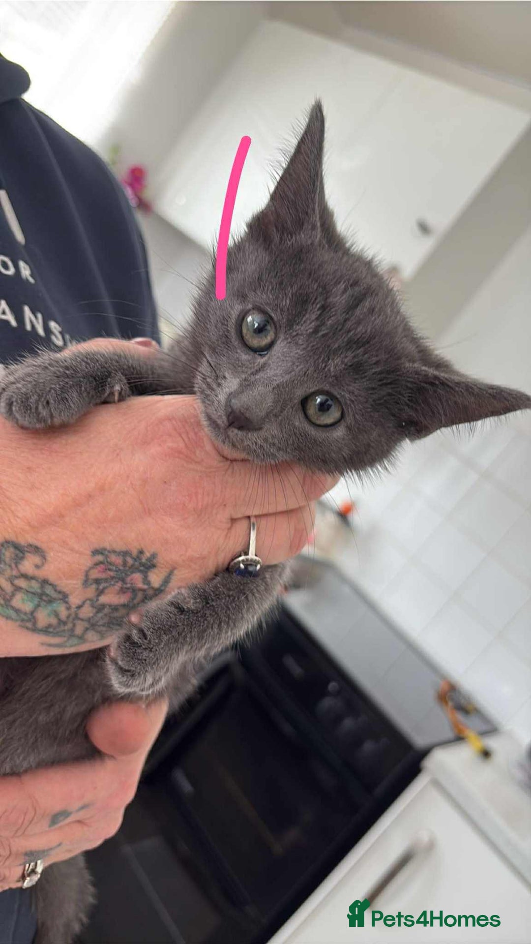 Mixed Breed cats for sale: 4 kittens - Image 5
