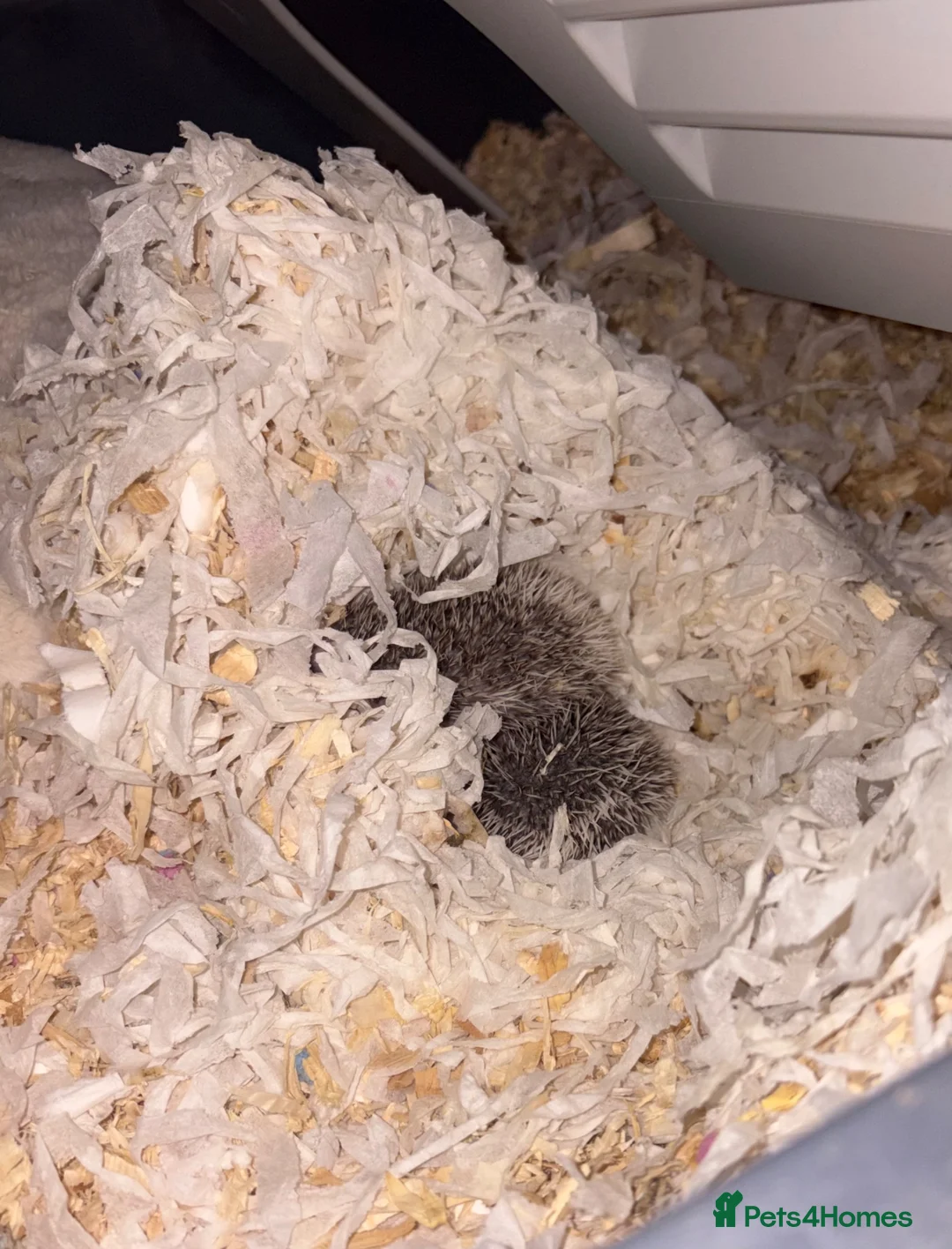 Pygmy Hedgehog rodents for sale: African Pygmy hedgehog babies for sale in Redruth - Advert 14