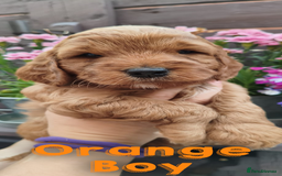 Cockapoo dogs for sale: Beautiful F1 Cockapoo Puppies - 3 boys 1 girl - Image 14