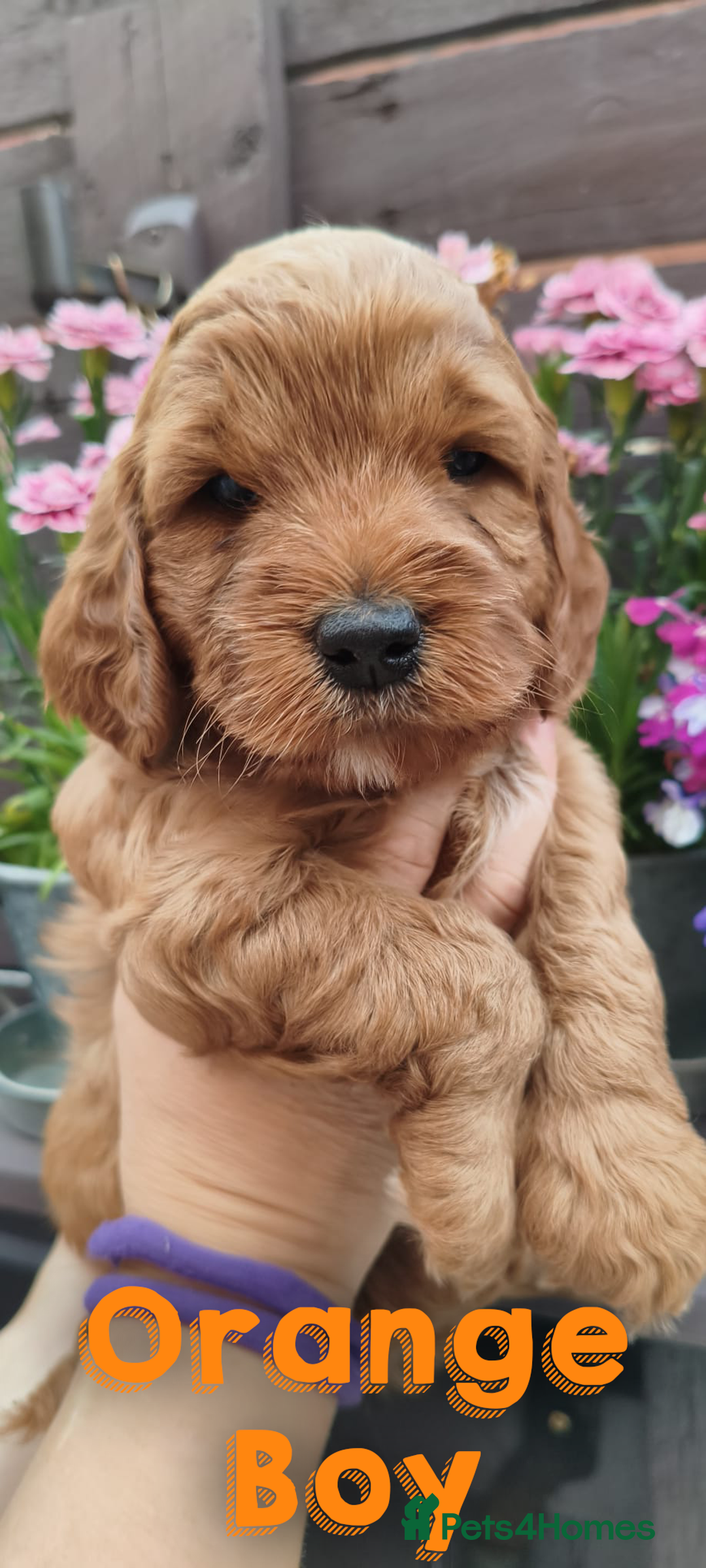 Cockapoo dogs for sale: Beautiful F1 Cockapoo Puppies - 3 boys 1 girl - Image 14