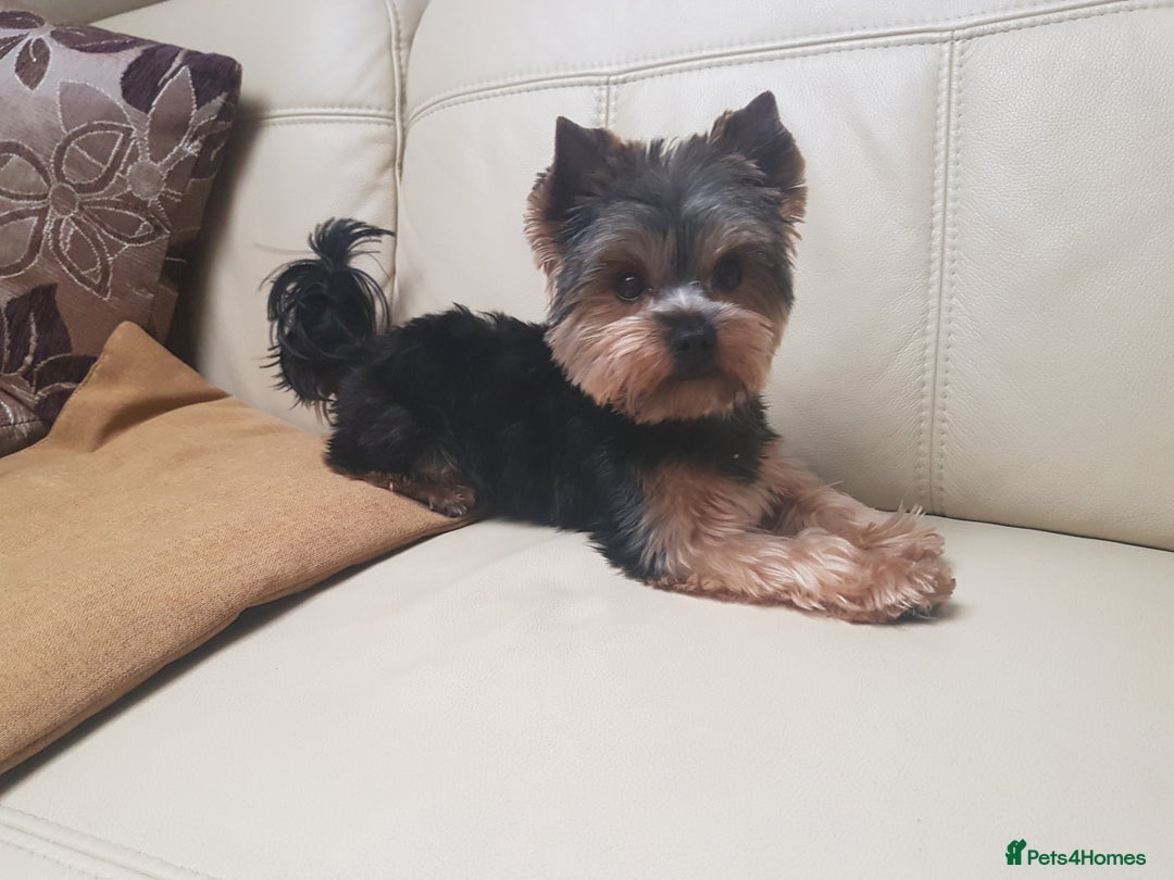 Yorkshire Terrier dogs for stud: Stud available- Miniature Yorkshire Terrier - Image 10