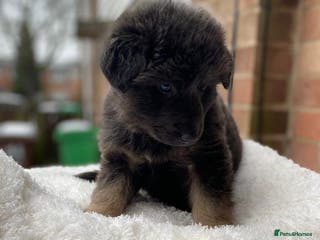 German Longhaired Pointer dogs Rare blue eyed Blue straight back German Shepard - Advert 2