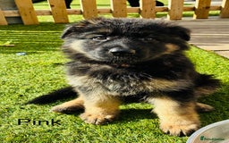 German Shepherd dogs for sale: German Shepherd pups for sale  - Image 8