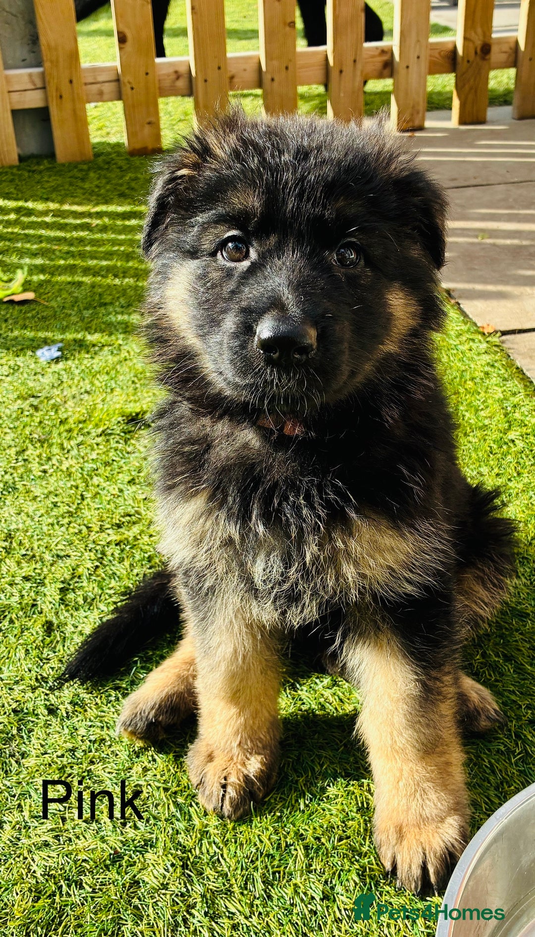 German Shepherd dogs for sale: German Shepherd pups for sale  - Image 8