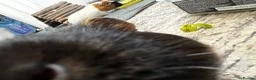 Guinea Pig rodents for sale: 2 male guinea pigs - Advert 2