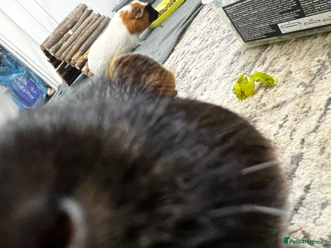 Guinea Pig rodents for sale: 2 male guinea pigs - Advert 2