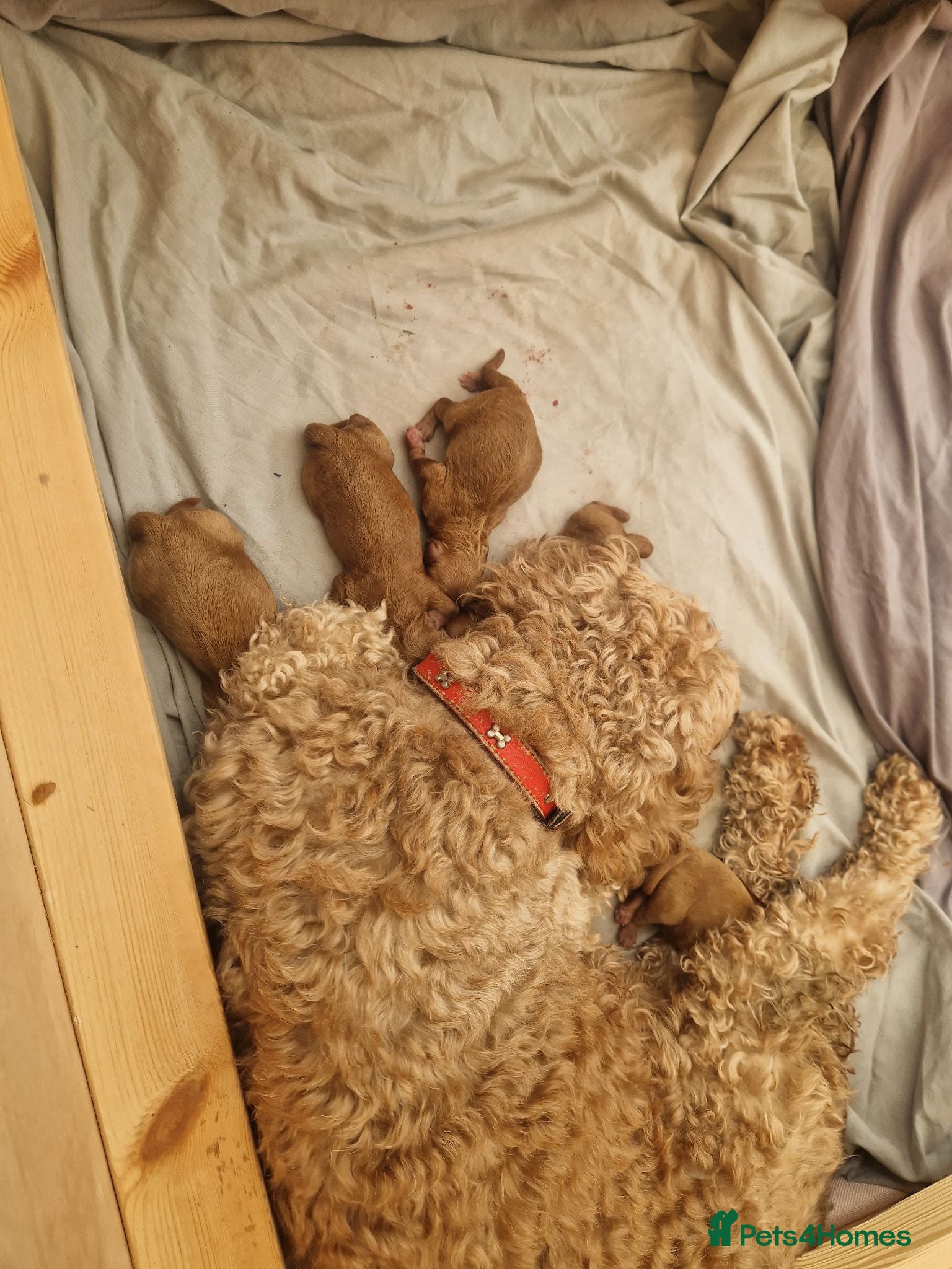 Cockapoo dogs F1B Cockapoos - Advert 1