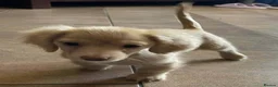 Miniature Dachshund dogs for sale: Outstanding mini cream longhaired dachshund pup  - Advert 6