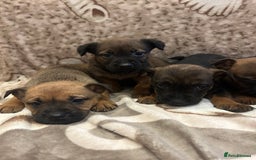 Mixed Breed dogs for sale: Mixed breed  - Advert 5