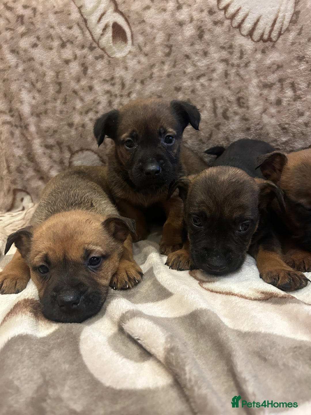 Mixed Breed dogs for sale: Mixed breed  - Advert 5
