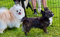 Chihuahua dogs for adoption: Tigra’s Story – Small Body, Brave Heart - Image 2