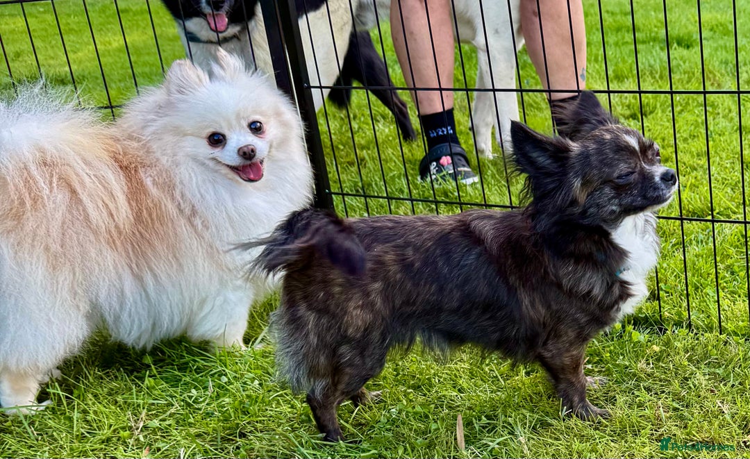 Chihuahua dogs for adoption: Tigra’s Story – Small Body, Brave Heart - Image 2