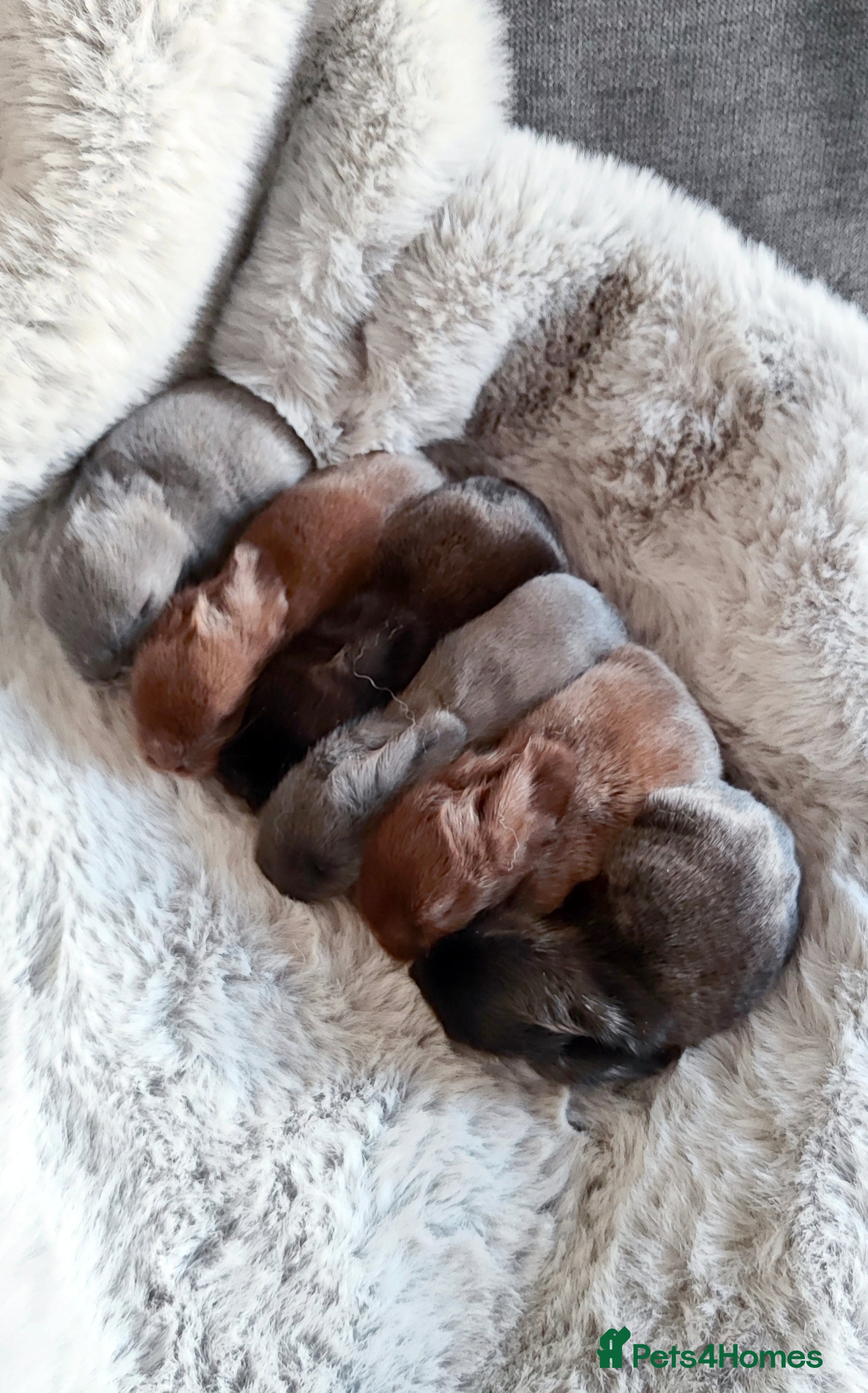 Mini Lop rabbits Beautiful mini lops  - Advert 11