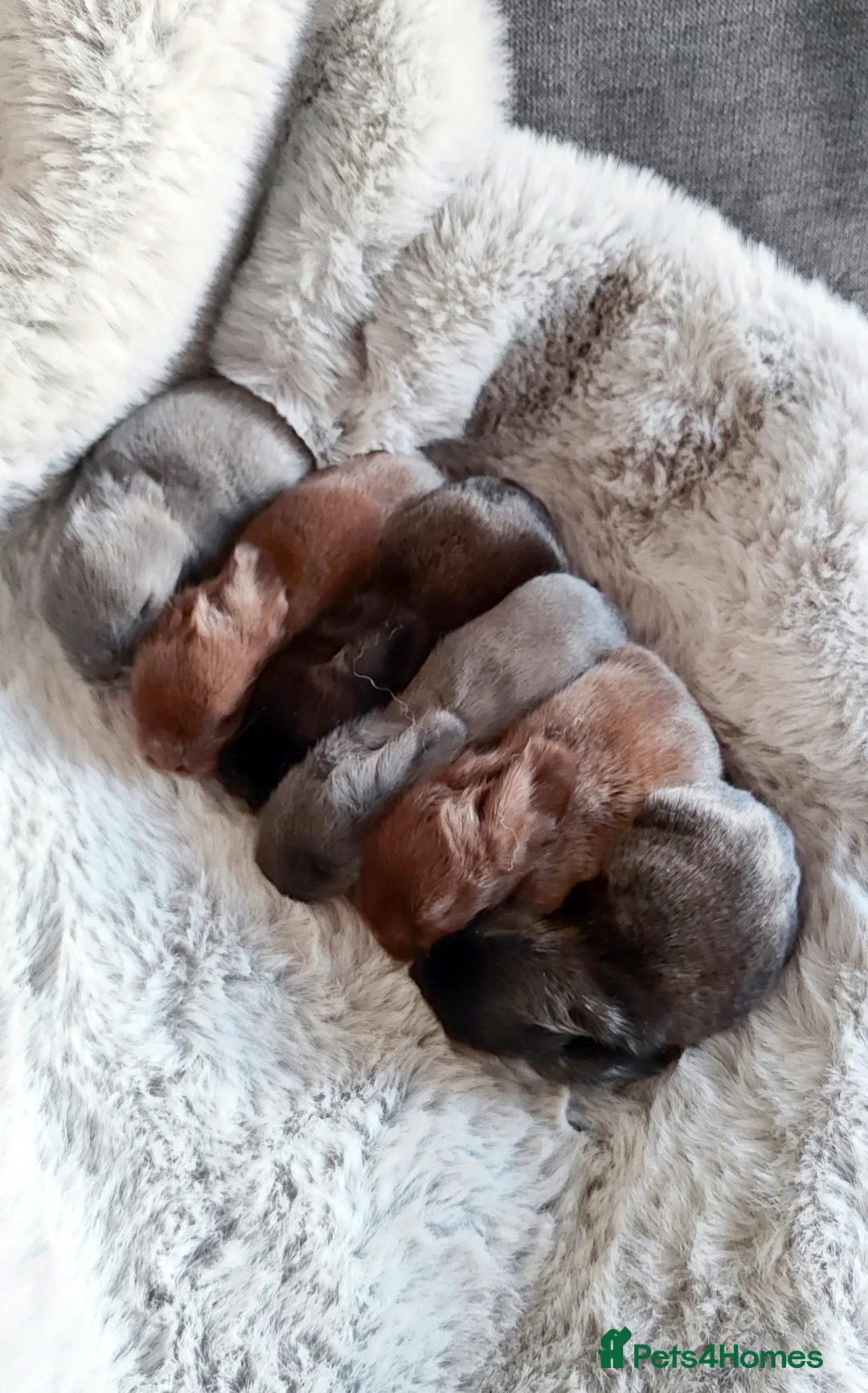 Mini Lop rabbits for sale: Beautiful mini lops  - Advert 1