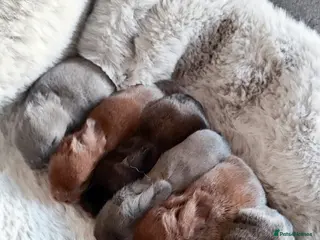 Mini Lop rabbits Beautiful mini lops - Advert 11