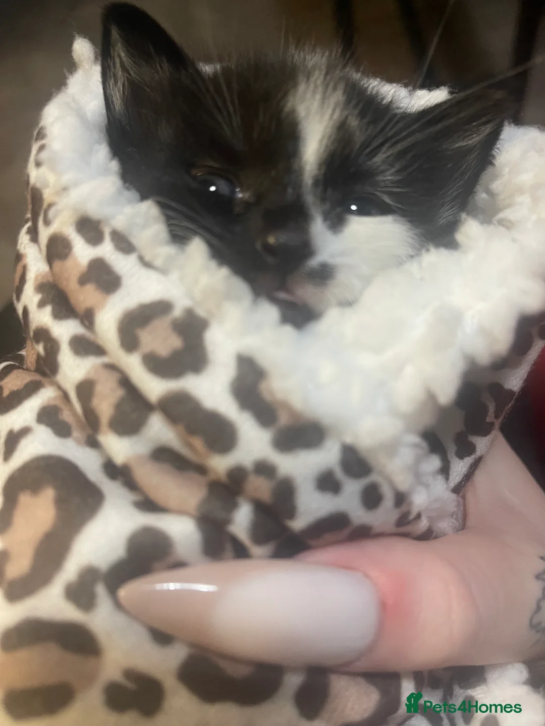 Mixed Breed cats for sale: Lovely boy & girl - Advert 3