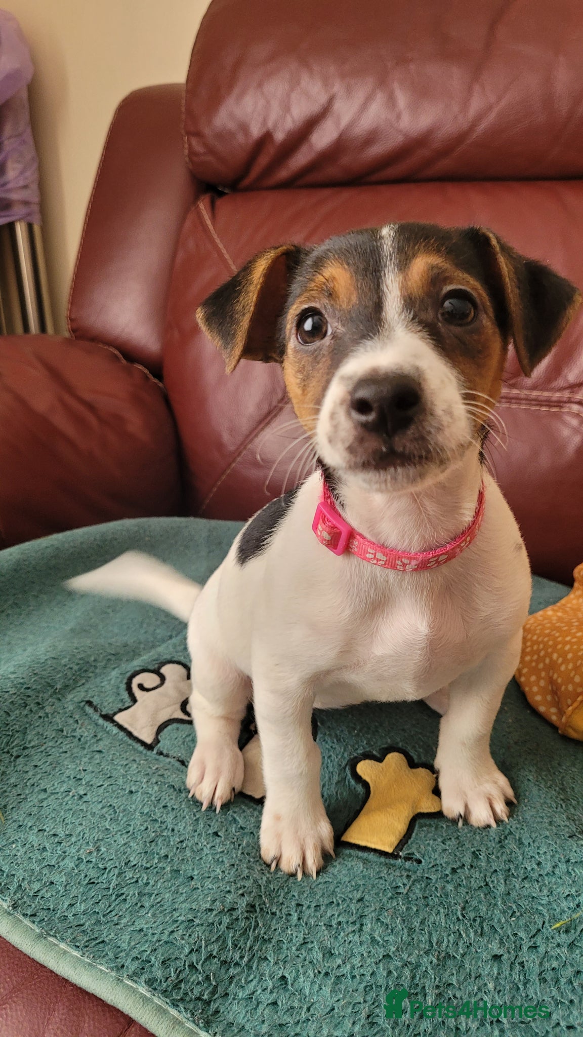 Jack Russell dogs Beautiful Female Pure Breed Jack Russell Terrier - Advert 3