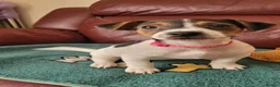 Jack Russell dogs for sale: Beautiful Female Pure Breed Jack Russell Terrier - Advert 5
