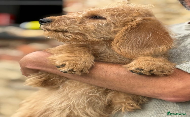 Labradoodle dogs - Advert 4