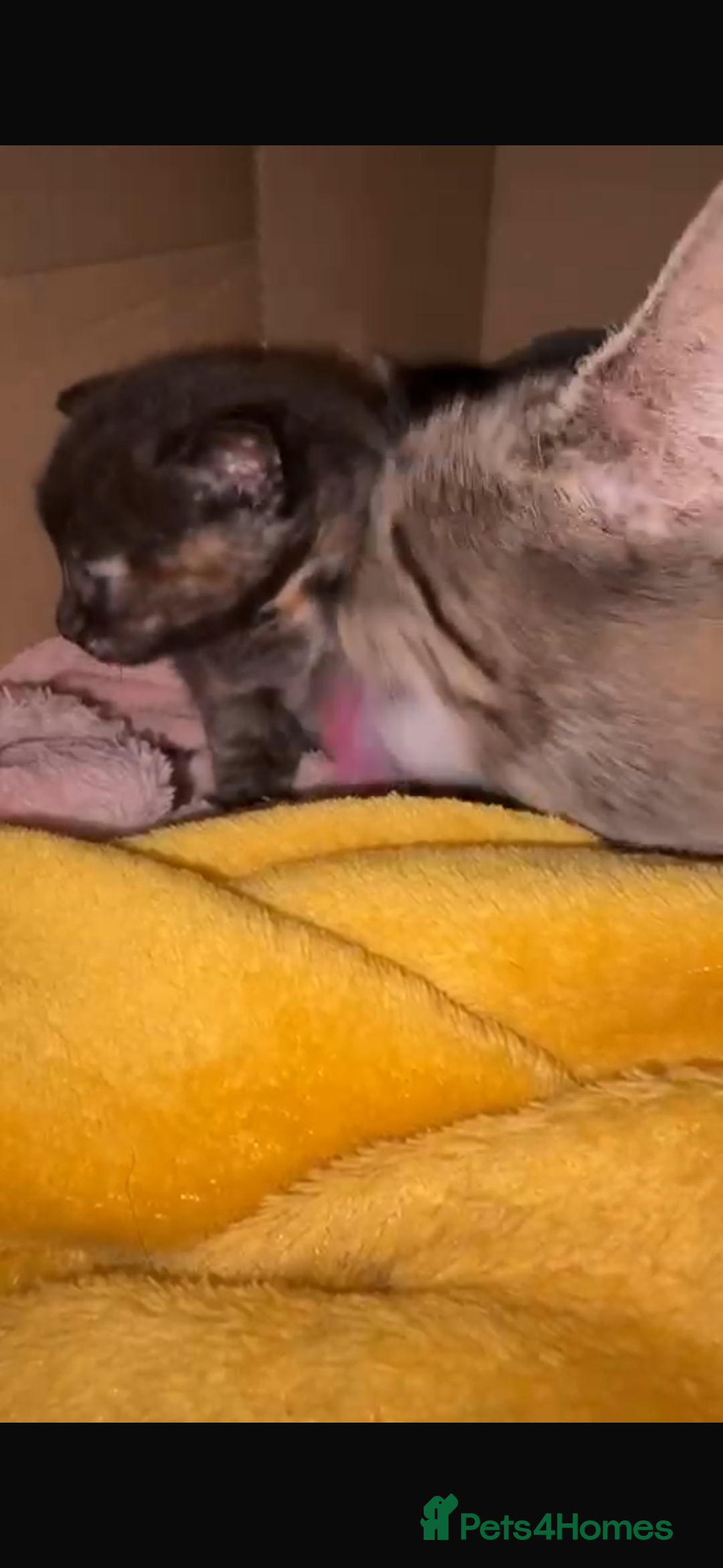 Mixed Breed cats for sale: 2 beautiful kittens  - Advert 6