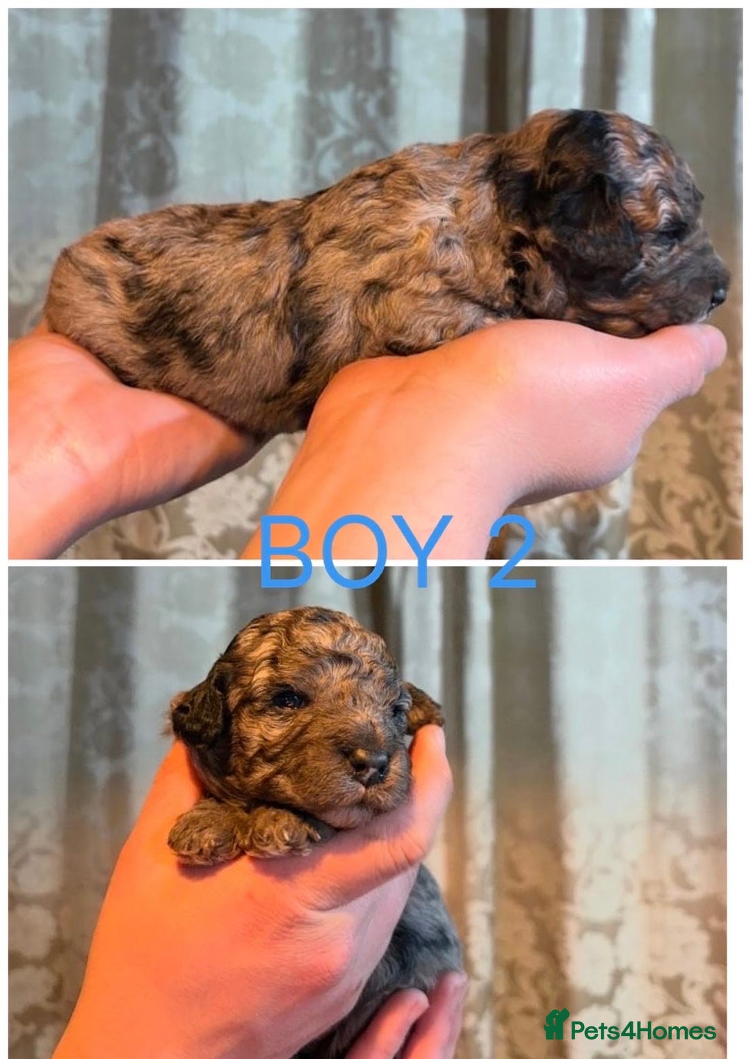 Mini Goldendoodle dogs for sale: Miniature Goldendoodle Puppies - Merle available  - Advert 2