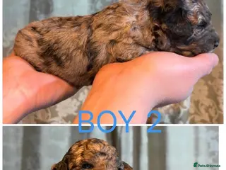 Mini Goldendoodle dogs Miniature Goldendoodle Puppies - Merle available - Advert 1
