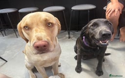 Labrador Retriever dogs for sale: EXCELLENT &UNIQUE LAB PUPPIES AV 12 NOV £1450 - Image 2