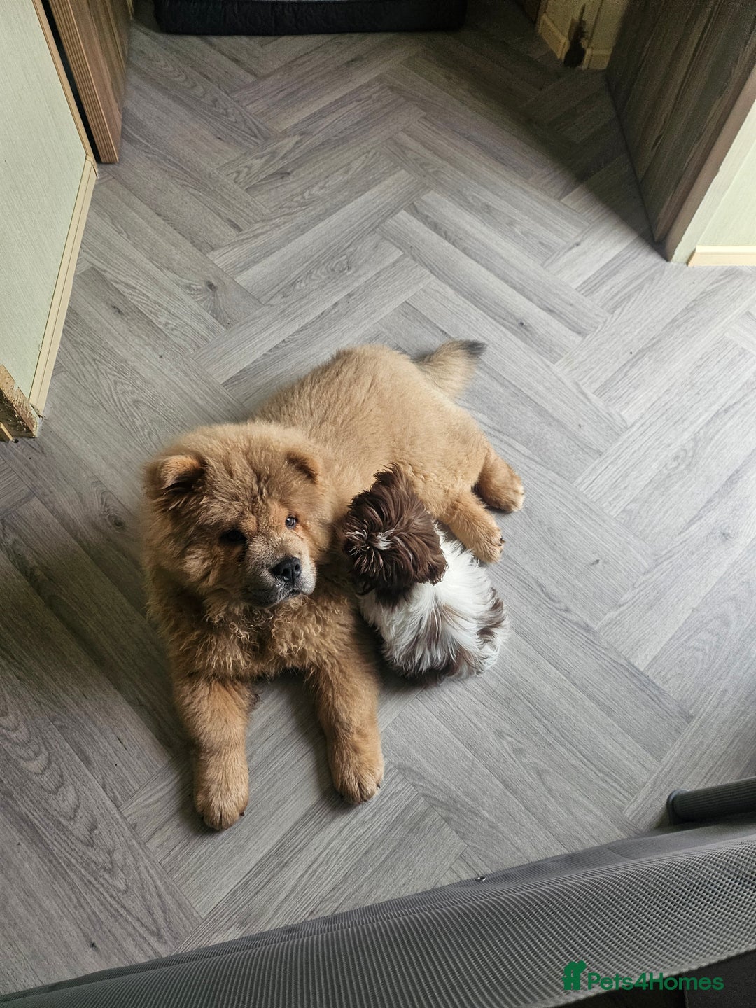 Chow Chow dogs for sale: Outstanding 3 beautiful chow pups - Image 8