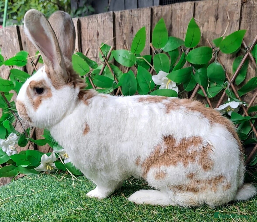 Continental Giant rabbits for sale: Woodland View Star Bunny Studs - Vaccinated  in Runcorn - Image 2