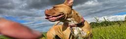 Dogue De Bordeaux dogs for sale: Dog de bordeaux  - Advert 3