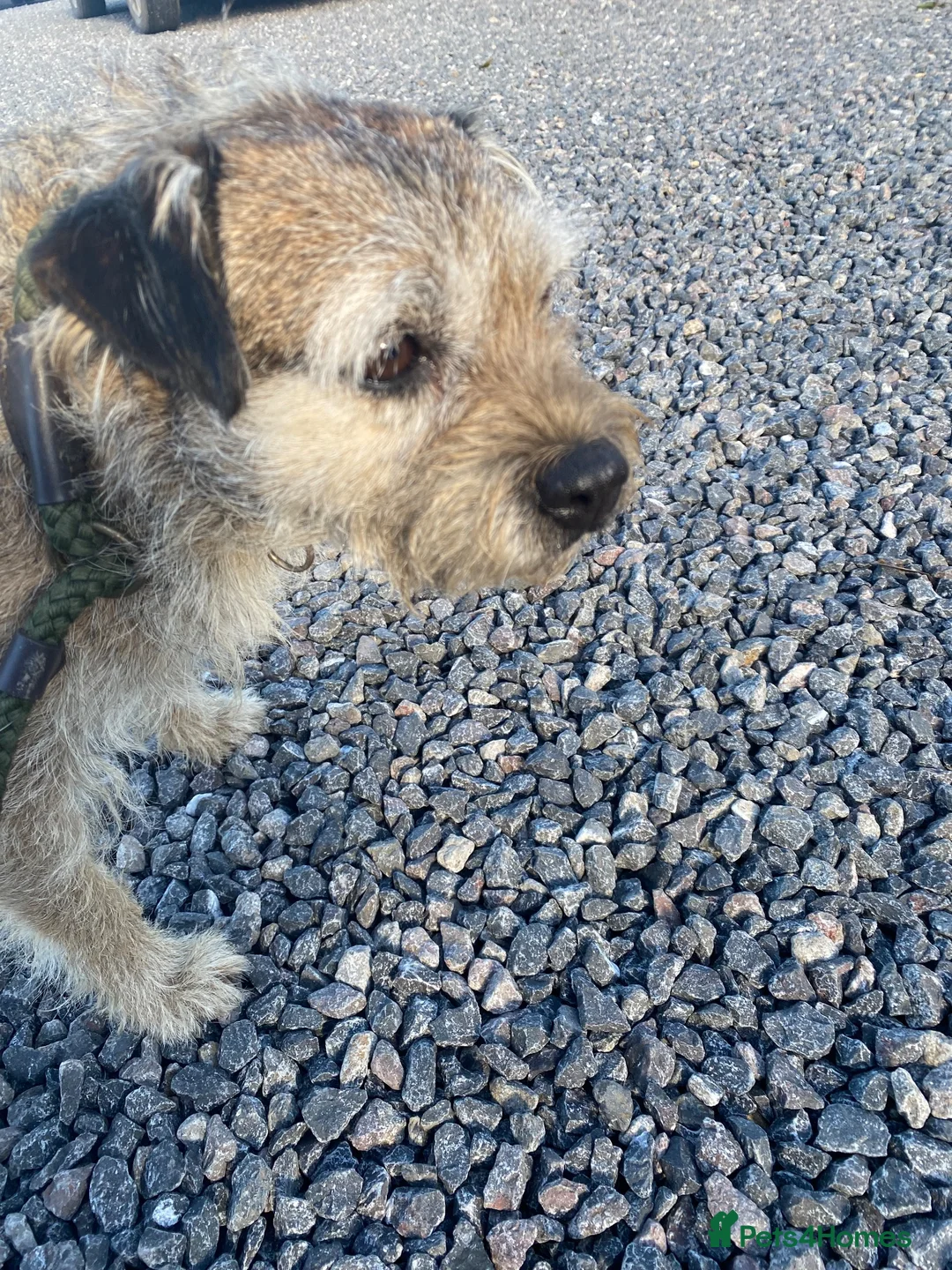 Border Terrier dogs for sale: Border terrier  - Advert 2