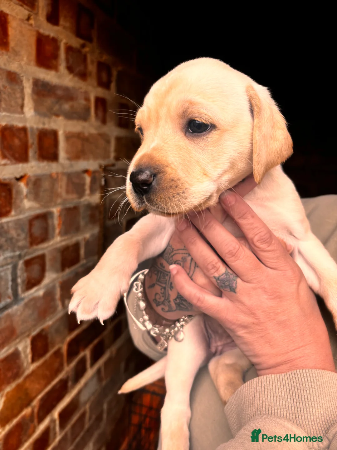 Mixed Breed dogs for sale: Staffydor  - Advert 2