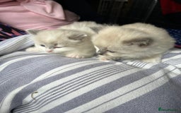 Ragdoll cats for sale: Ragdoll kittens - Image 4