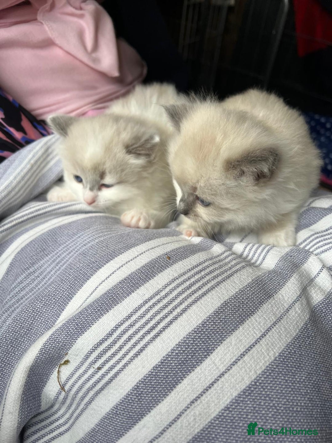 Ragdoll cats for sale: Ragdoll kittens - Image 4