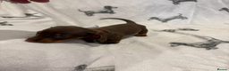 Dachshund dogs for sale: Minatare Dachshund - Advert 5