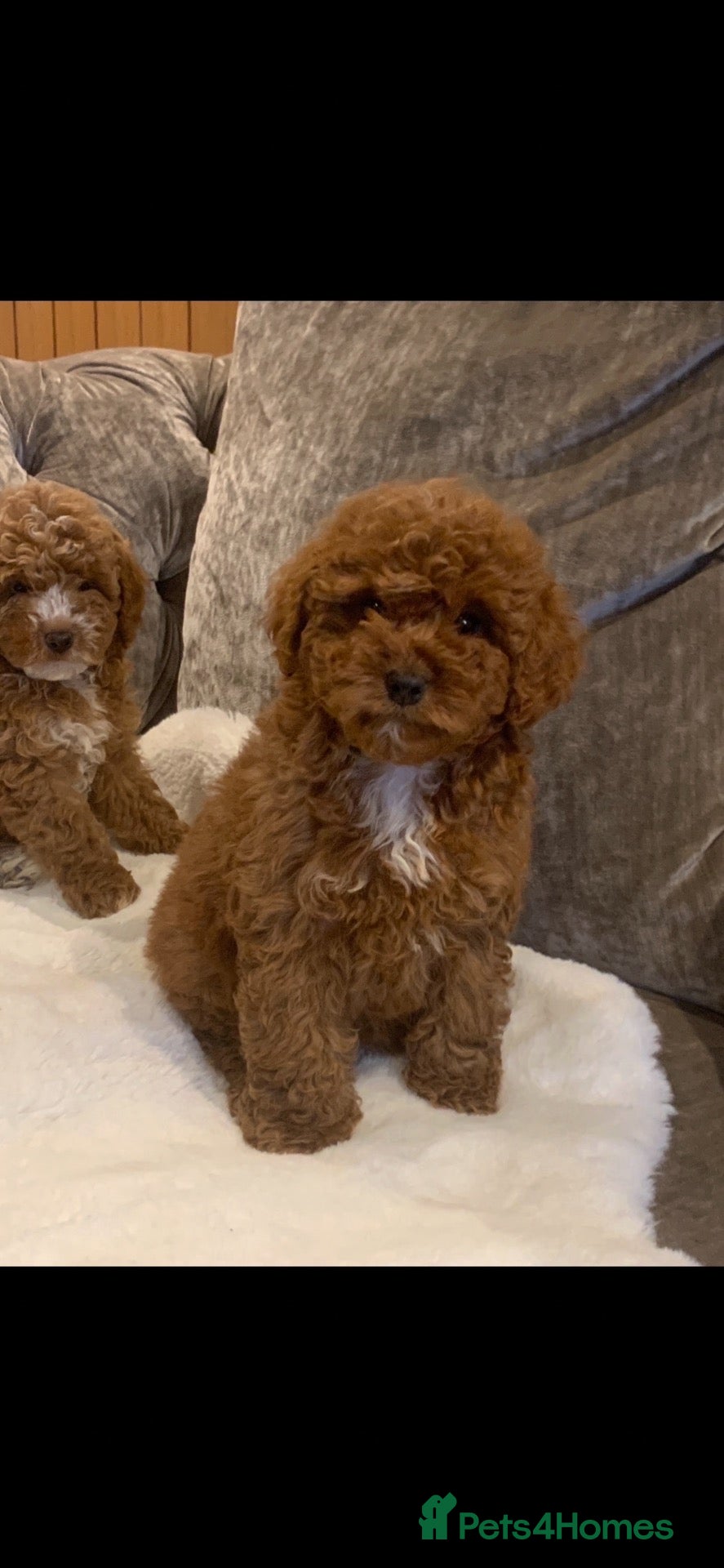 Australian Labradoodle dogs Miniature Australian doodle puppies - Advert 2