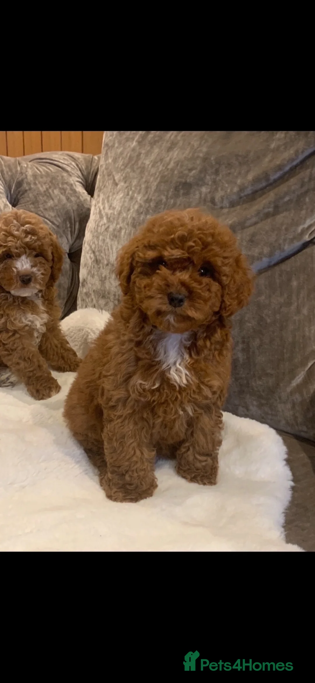 Australian Labradoodle dogs for sale: Miniature Australian doodle puppies - Advert 1