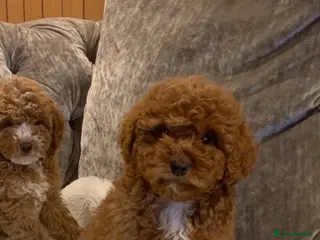 Australian Labradoodle dogs Miniature Australian doodle puppies - Advert 1