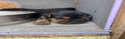 Patterdale Terrier dogs for sale: 🔥🔥ROSIE & BOBS LITTER🔥🔥 in Liverpool - Advert 18