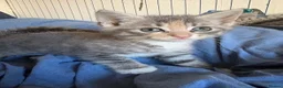 British Longhair cats for sale: British blue long hair  - Advert 1